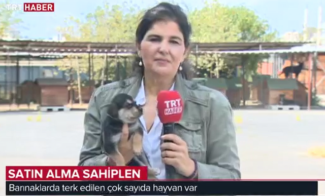 TRT Haber Satın Alma Sahiplen